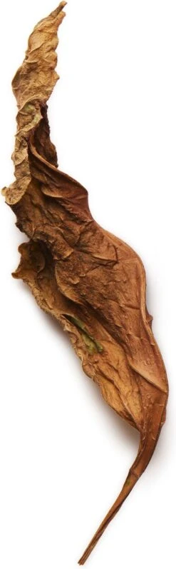 Giorgio Armani Acqua Di Gio Absolu 75ml - Eau De Parfum - Herenparfum -Schoonheidsproducten Winkel 372x1200